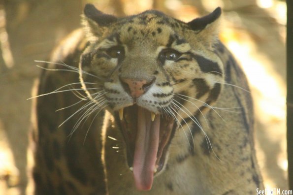 Clouded Leopard