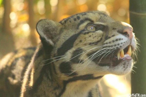 Clouded Leopard