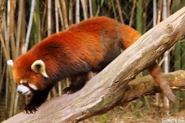 Red Panda