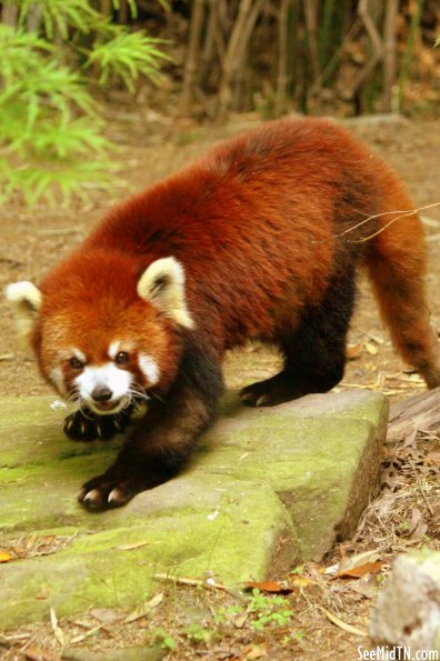 Red Panda