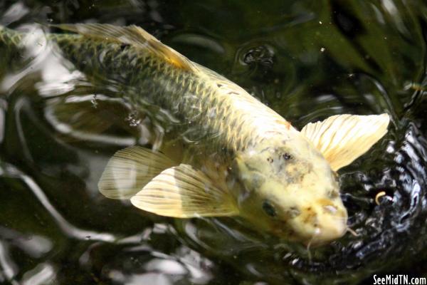 Koi pond