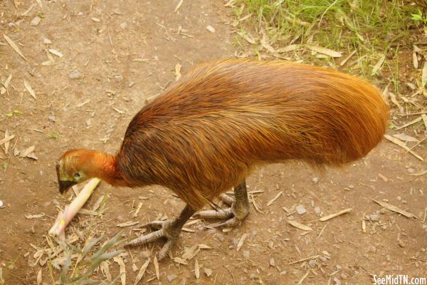 Cassowary Female