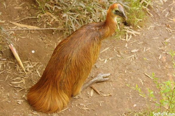 Cassowary Female