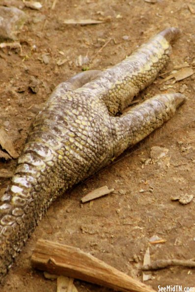 Cassowary foot/Claws