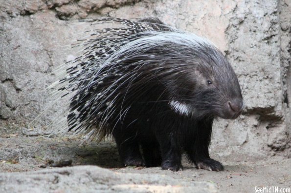 African Crested Porcupine