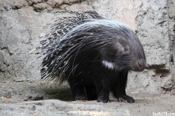 African Crested Porcupine