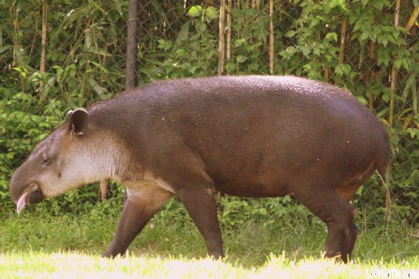 Tapir