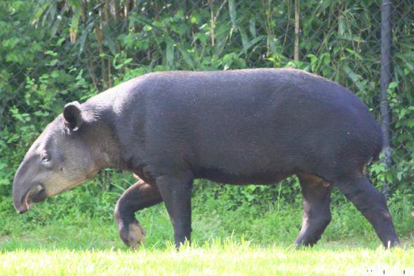 Tapir