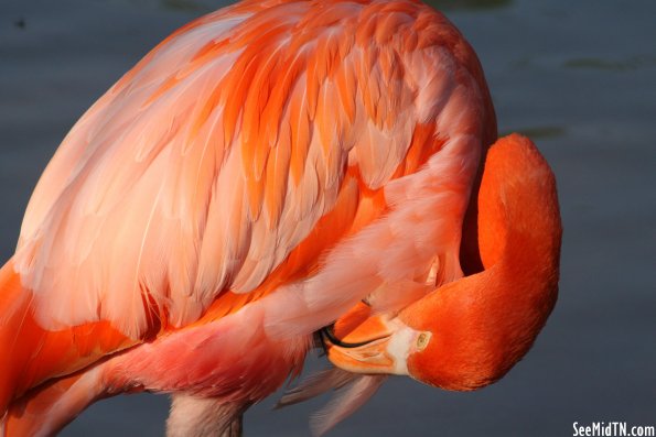 Flamingo Lagoon