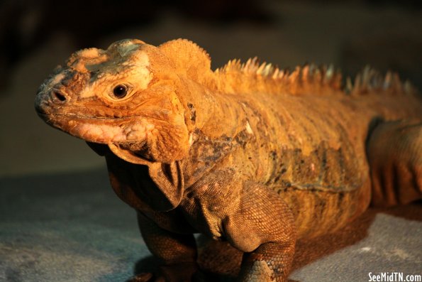 Rhinoceros Iguana