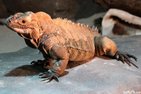 Rhinoceros Iguana