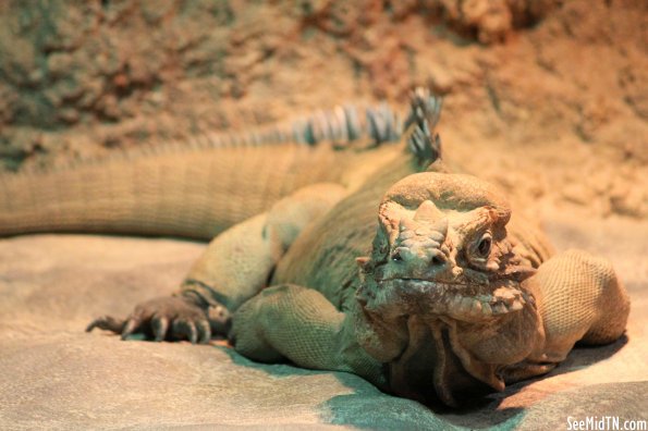 Rhinoceros Iguana