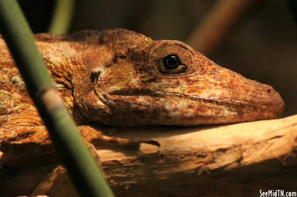 Jeweled Curly-Tailed Lizard