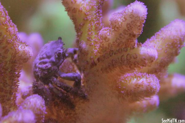 Coral Reef with tiny crab