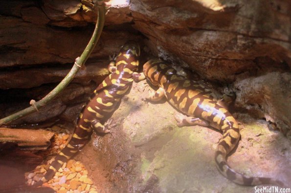 Tiger Salamander 