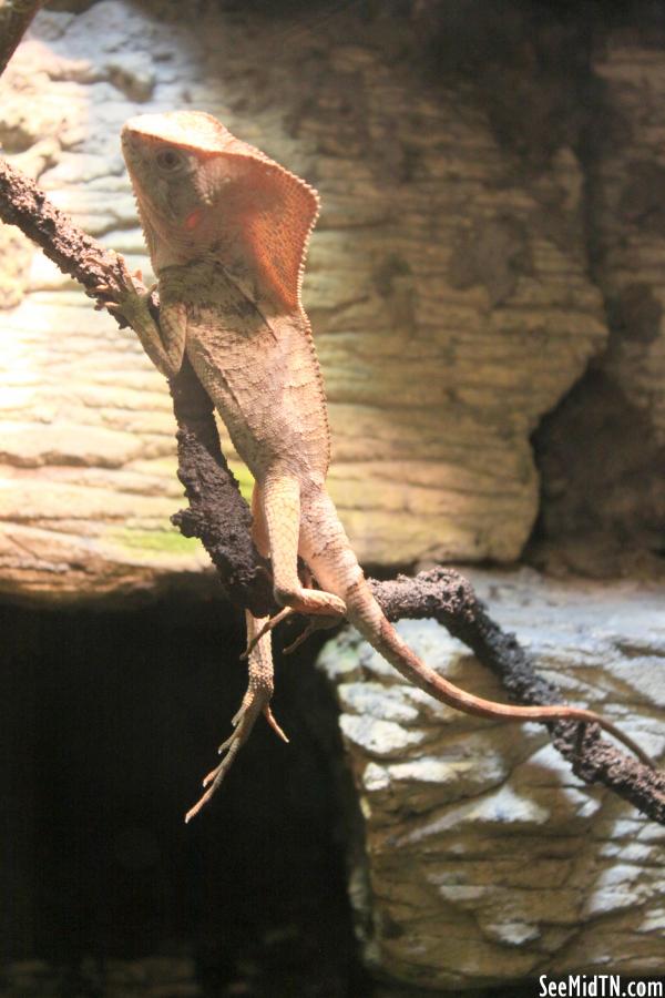 Elegant Helmeted Iguana