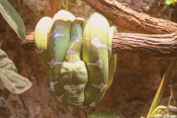 Emerald Tree Boa