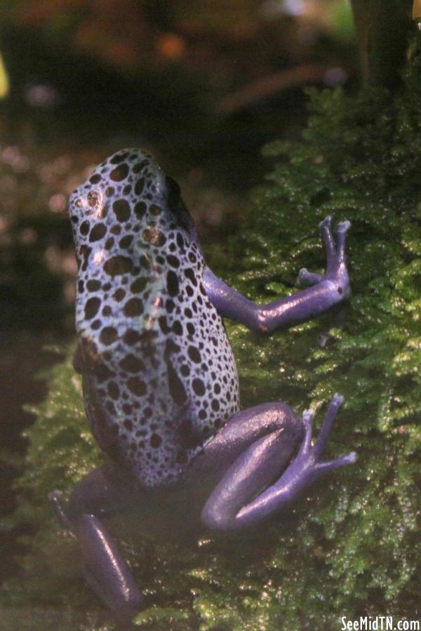 Blue Poison Arrow Frog