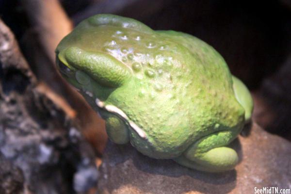 Waxing Monkey Frog