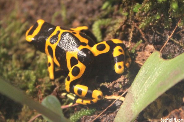 Poison Dart Frog