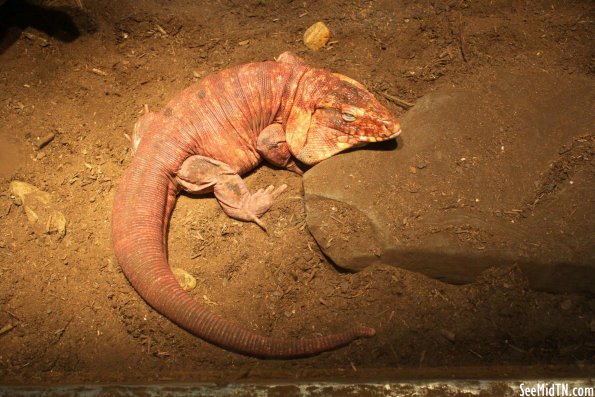 Argentine Red Tegu (1) Resting