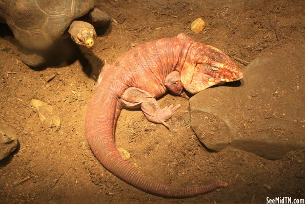 Argentine Red Tegu (2) about to be disturbed by Mr. Turtle