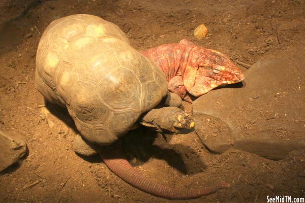 Argentine Red Tegu (4) not enjoying being stepped on