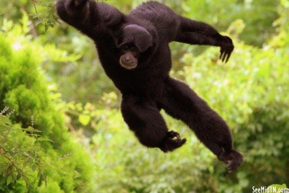 Siamang flies through the air