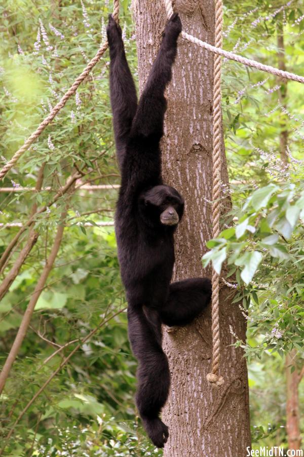 Siamang hangs on