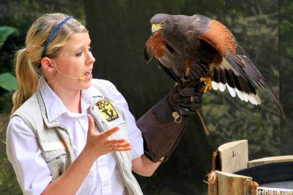 Harris's Hawk