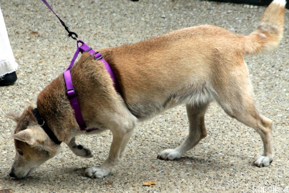 New Guinea Singing Dog