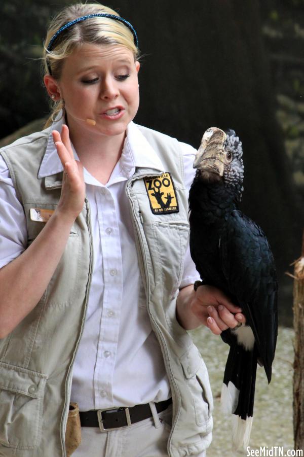 Silvery-cheeked Hornbill