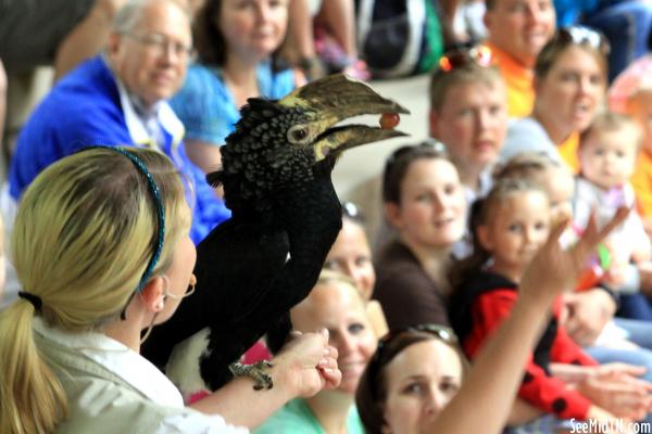 Silvery-cheeked Hornbill