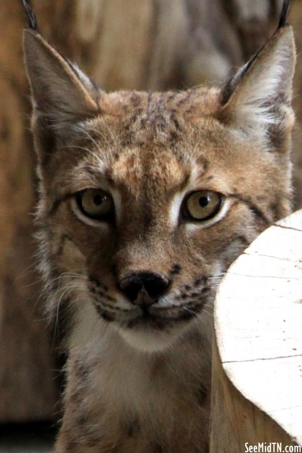 Lynx