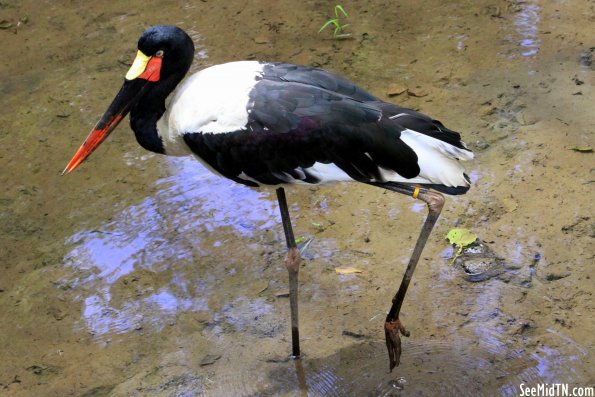 Saddlebill Stork standing