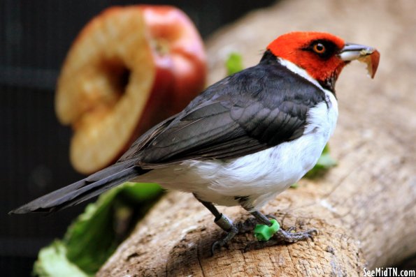 Red-capped Cardinal