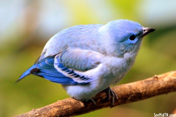 Blue-gray Tanager