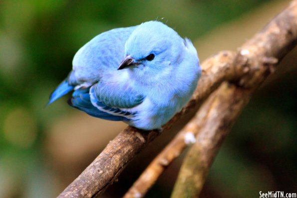 Blue-gray Tanager