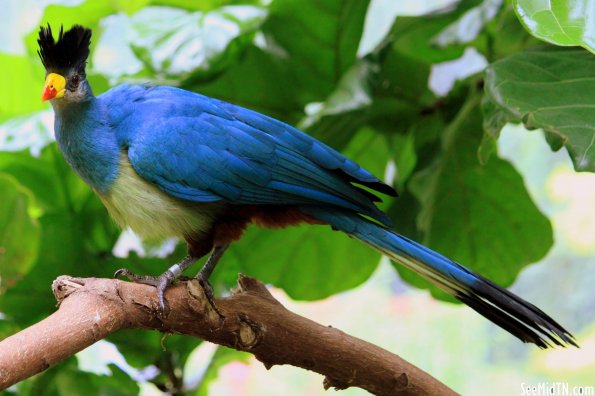 Great Blue Turaco full body