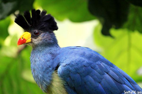 Great Blue Turaco closeup