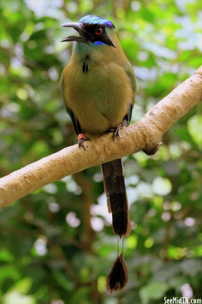 Blue-Crowned Motmot full body