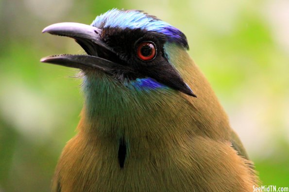 Blue-Crowned Motmot closeup of head