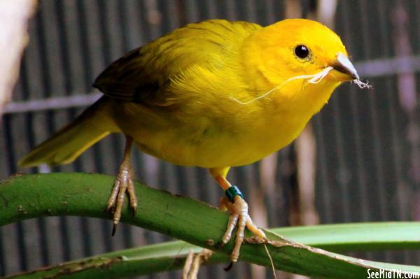 Southern Yellow Grosbeak (I think)