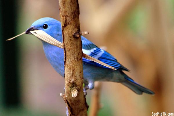 Blue-gray Tanager 