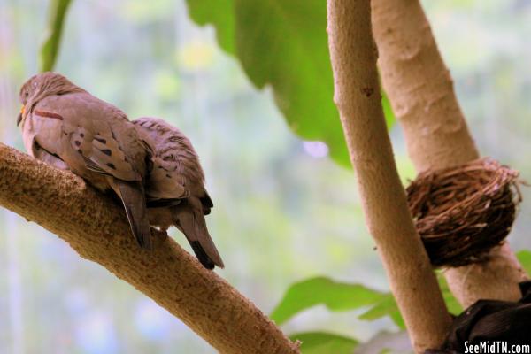 Croaking Ground-Dove (I think) near nest