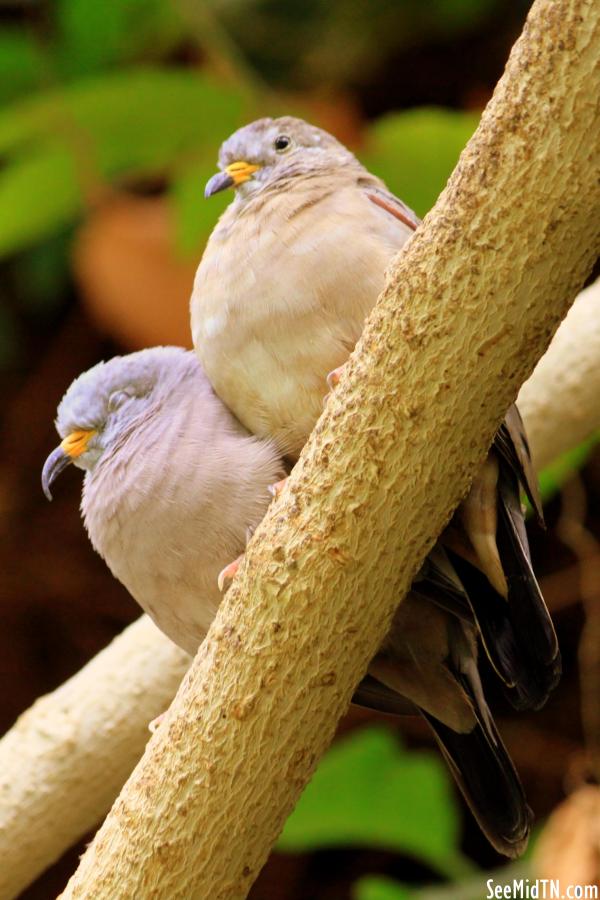 Croaking Ground-Dove (I think) perched