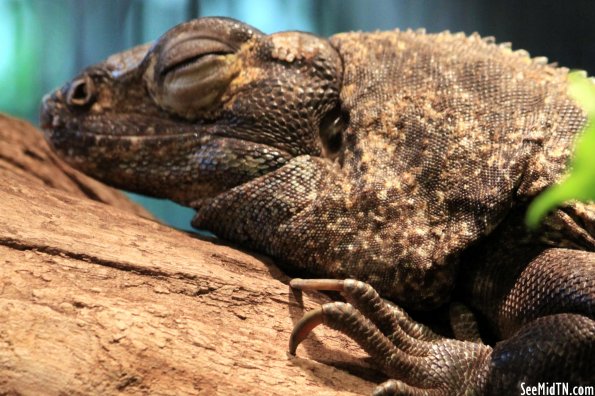 Spiny-Tailed Iguana