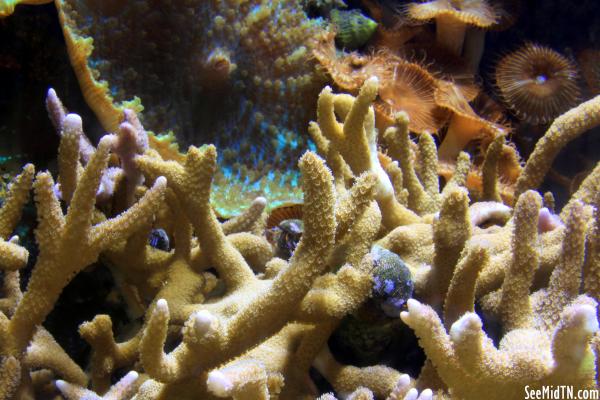 Reef display