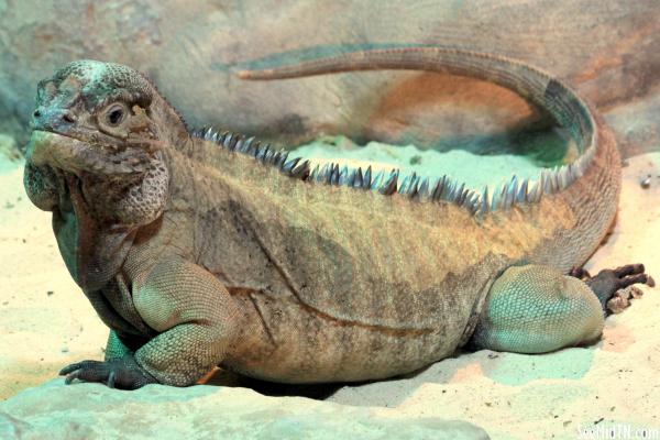 Rhinoceros Iguana