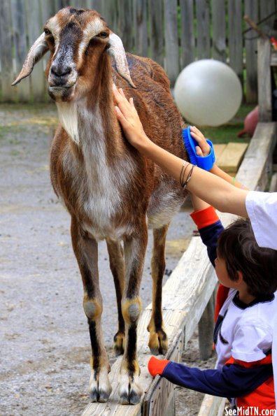 Petting Zoo: Goat